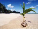 Coconut Rarotonga